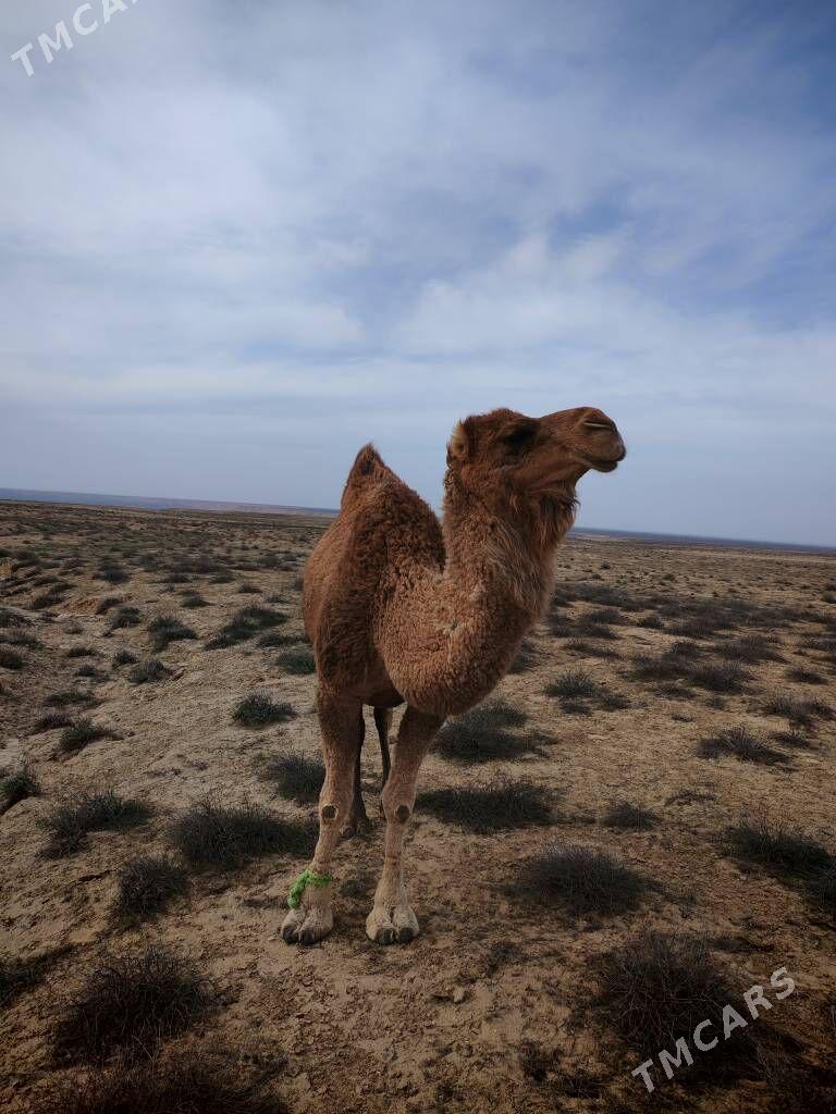 Düýe - Türkmenbaşy - img 1