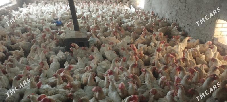 towuk - Mary - img 1