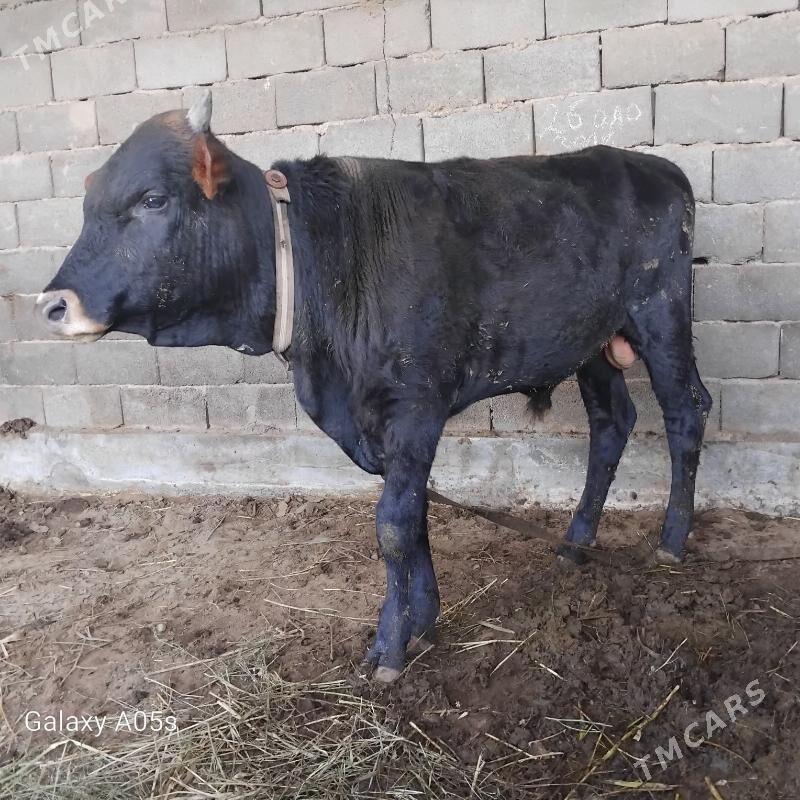 Okuz - Büzmeýin - img 1