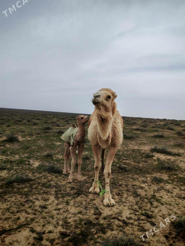 Düýe - Türkmenbaşy - img 1