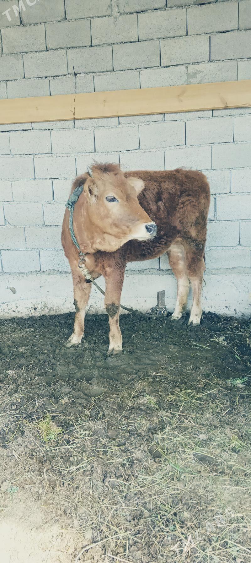 Tüwe - Tejen - img 1