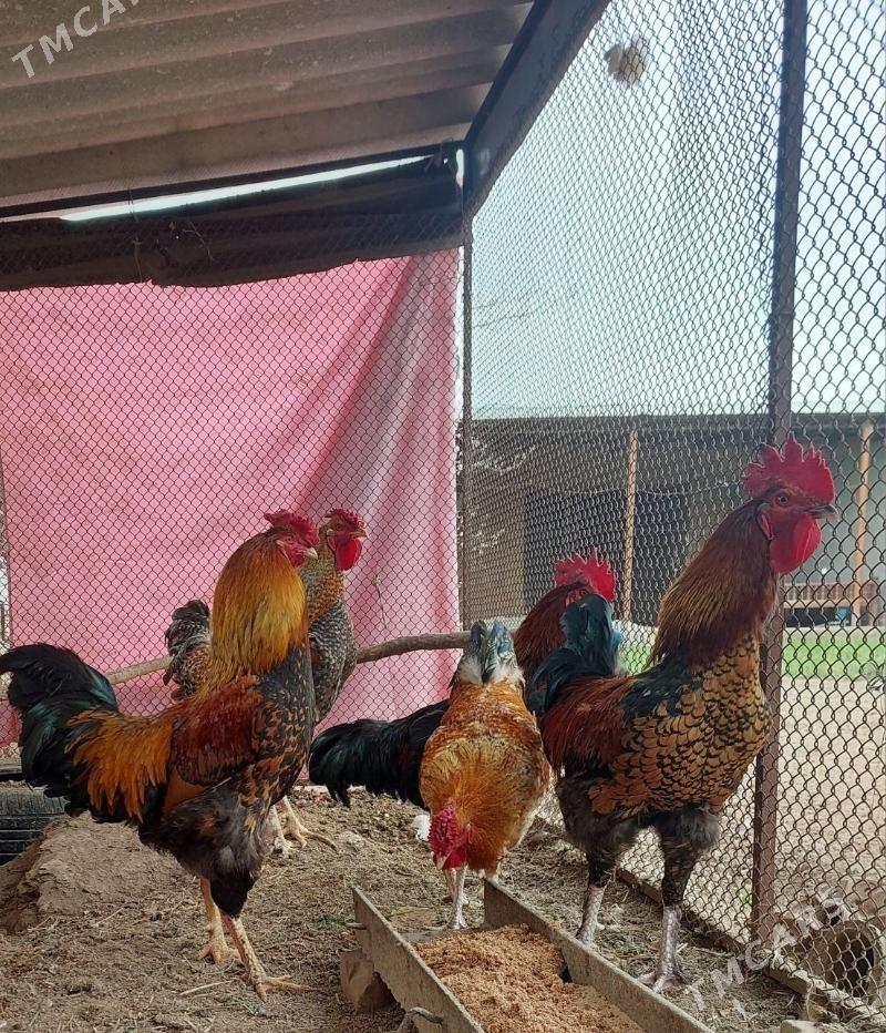 Paroda Taşkent dayov horazlar - Чарджоу - img 1