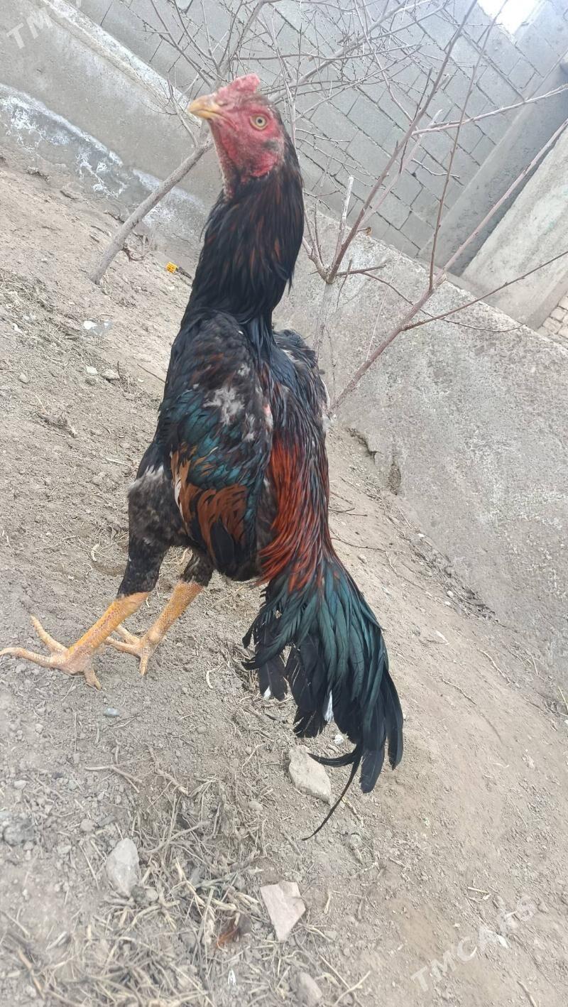 horaz - Шабатский этрап - img 1