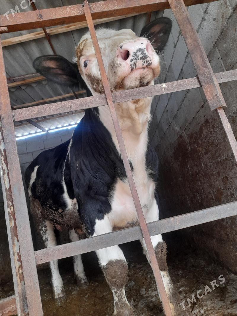 simental okuz - Bagyr - img 1