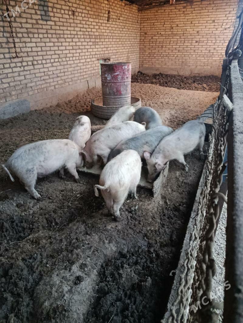 donuz - Чарджоу - img 1