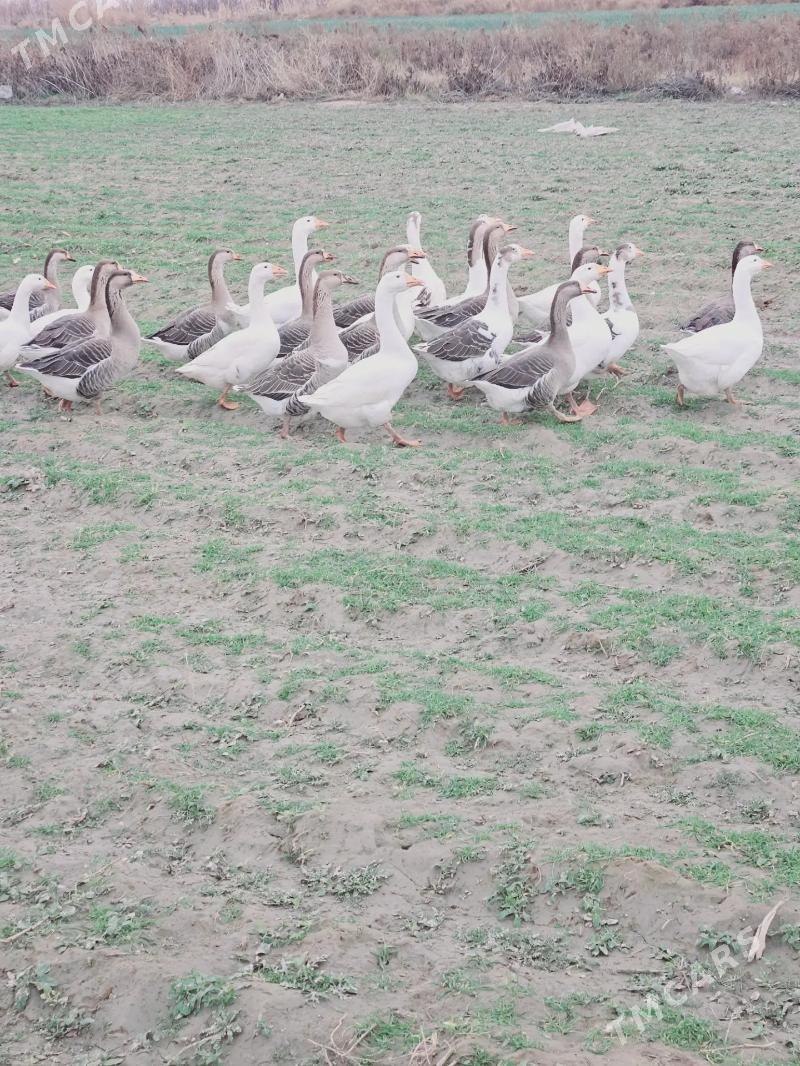 gus - Büzmeýin - img 1