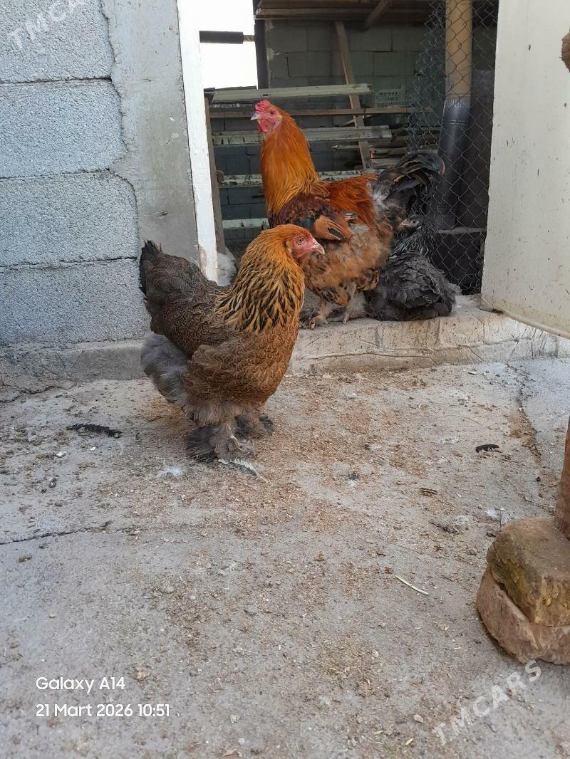 brama towuk horoz - Aşgabat - img 1