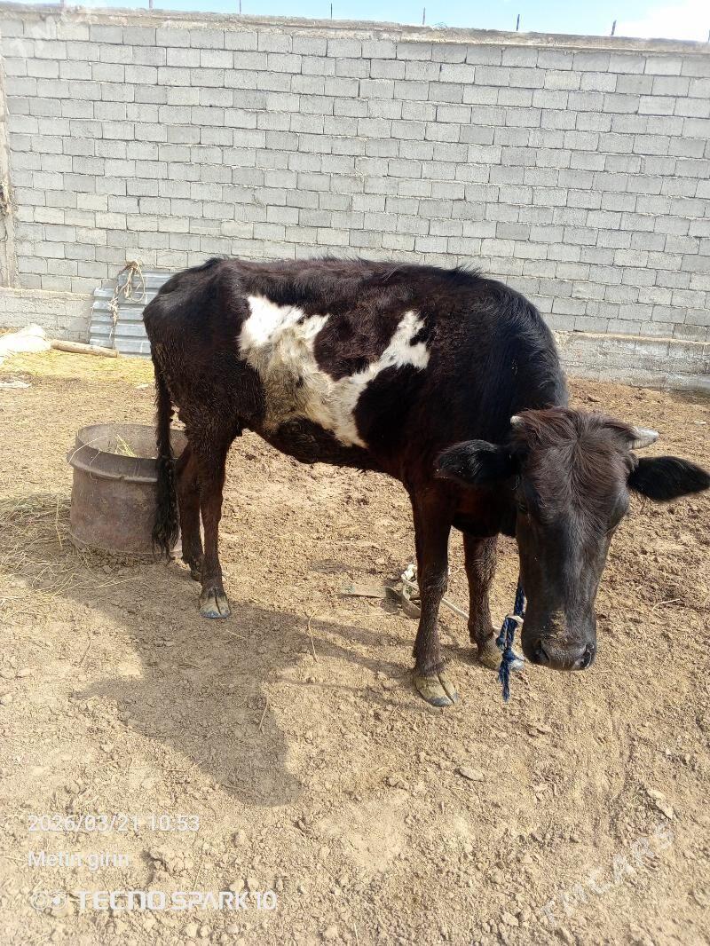 gysyr sygyr - Гёкдепе - img 1