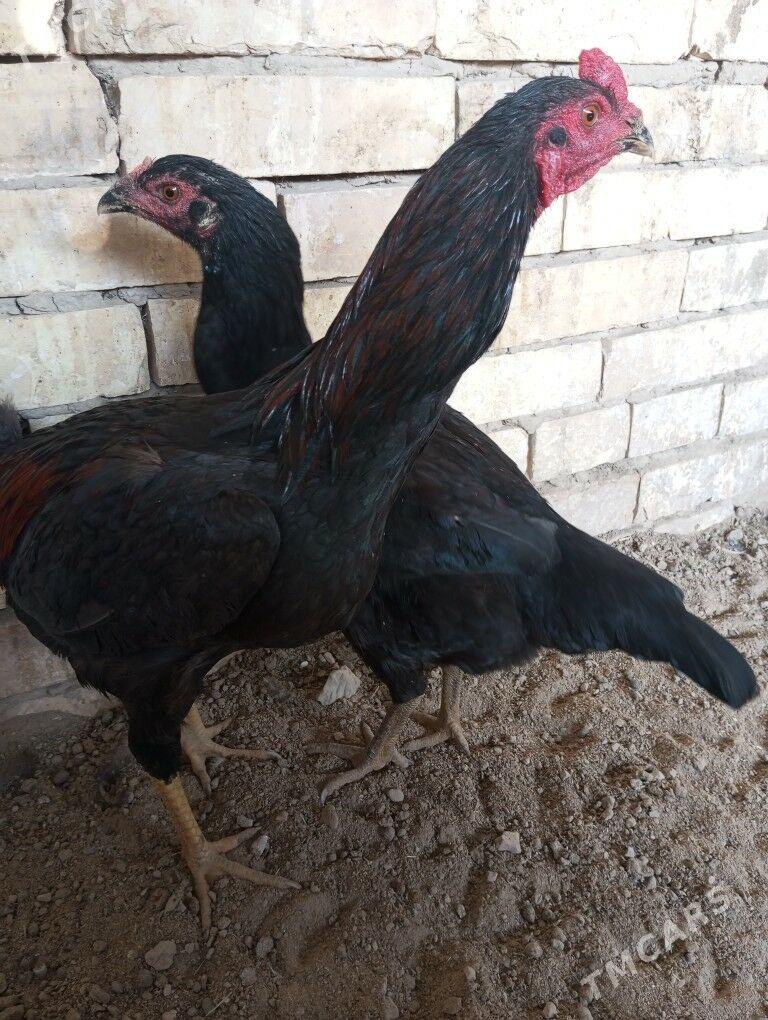 Bayes - Mary - img 1