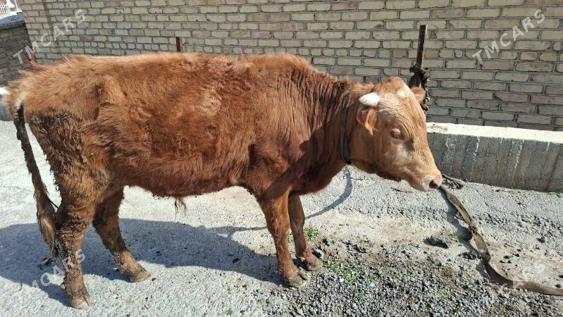 okuz - Bagyr - img 1