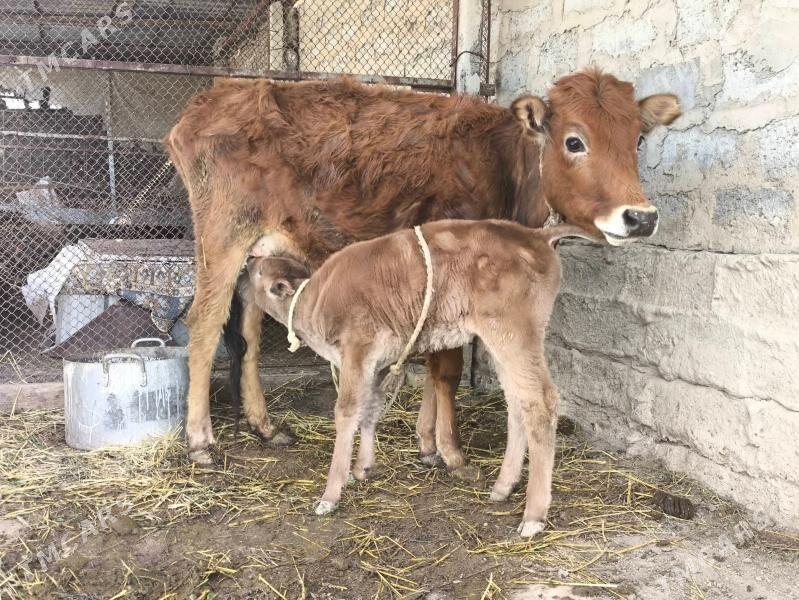 göleli sygyr - Änew - img 1