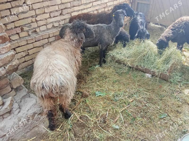 goyun geci serke - Çärjew - img 1