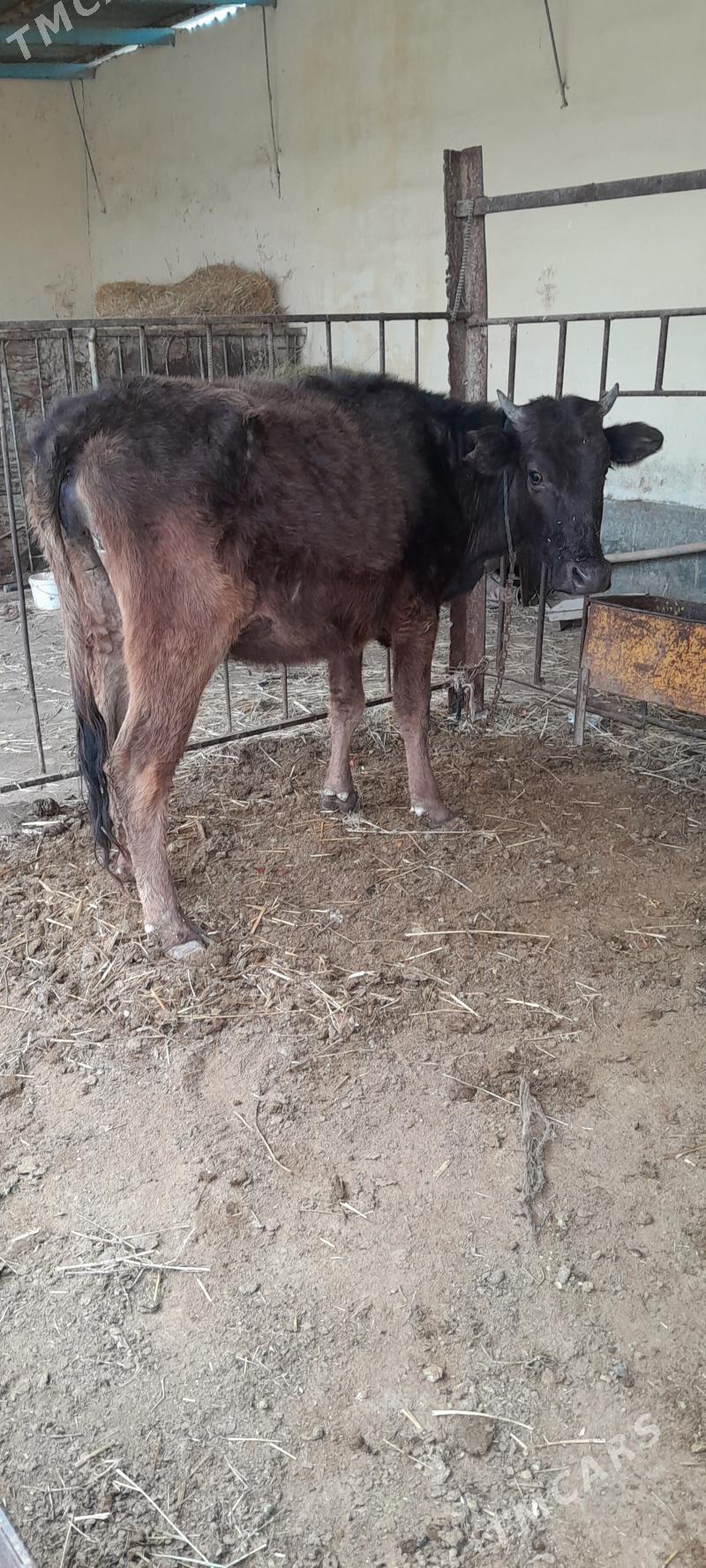 gibirt bogaz tüwe - Bäherden - img 1