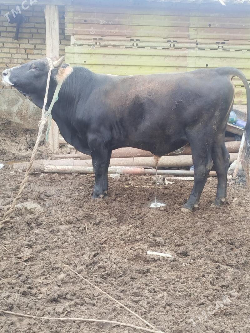 okuz - Берекет - img 1