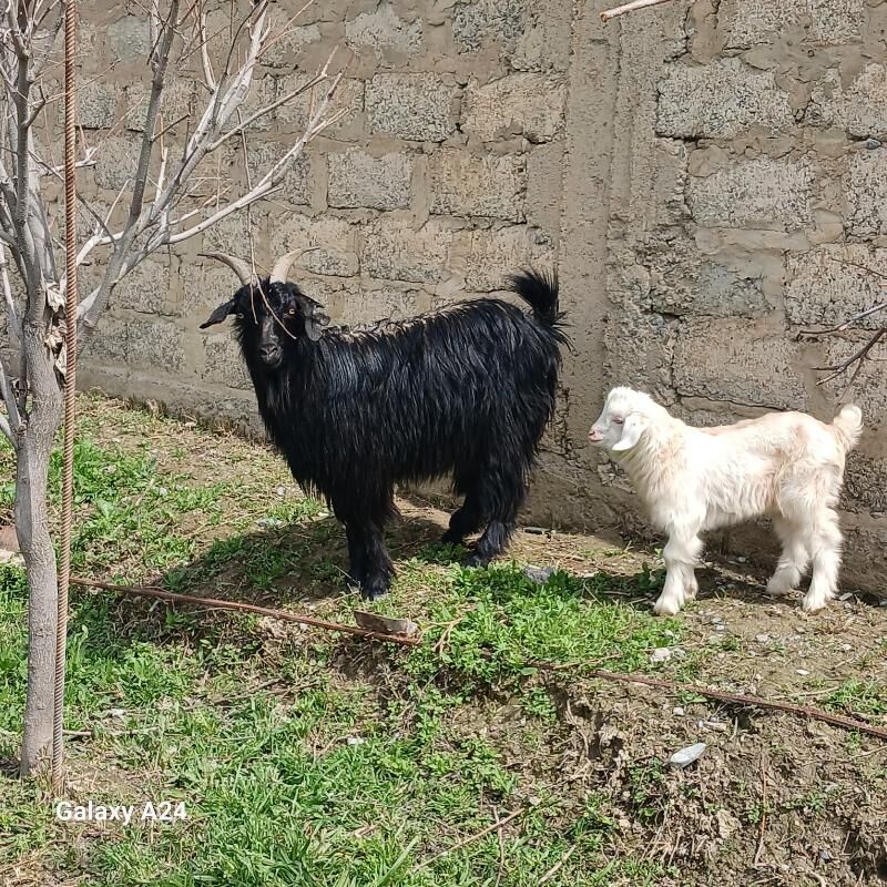 Owlokly. Geci - Гёкдепе - img 1