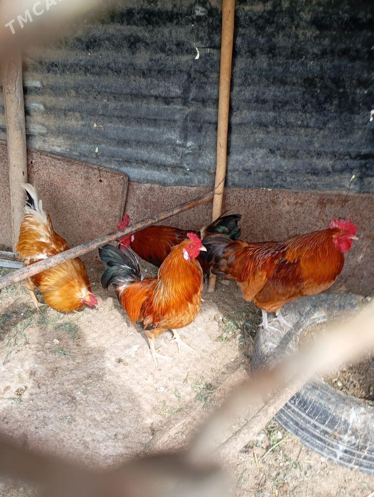 horaz - Dänew - img 1