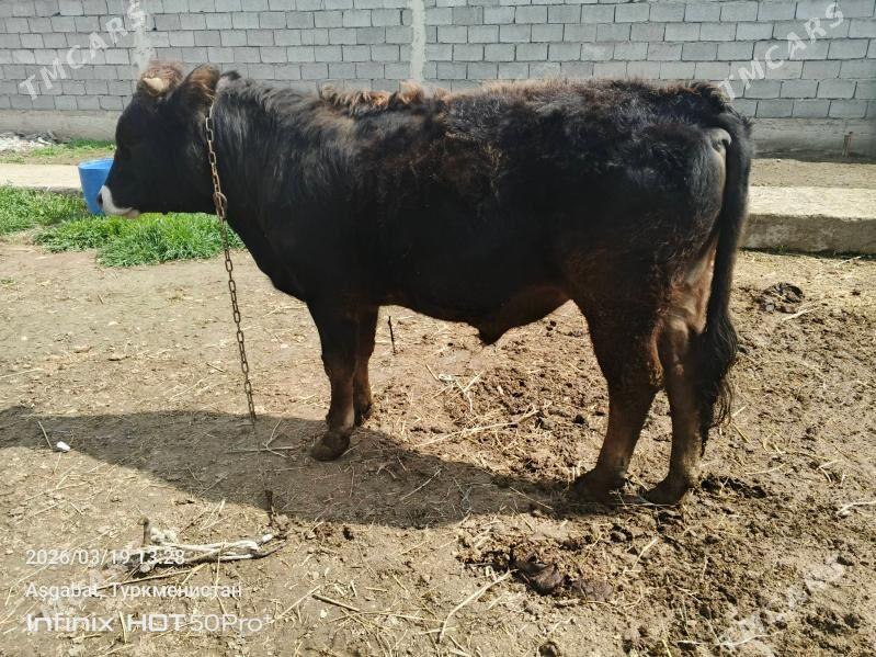 okuz siwet - Gökdepe - img 1