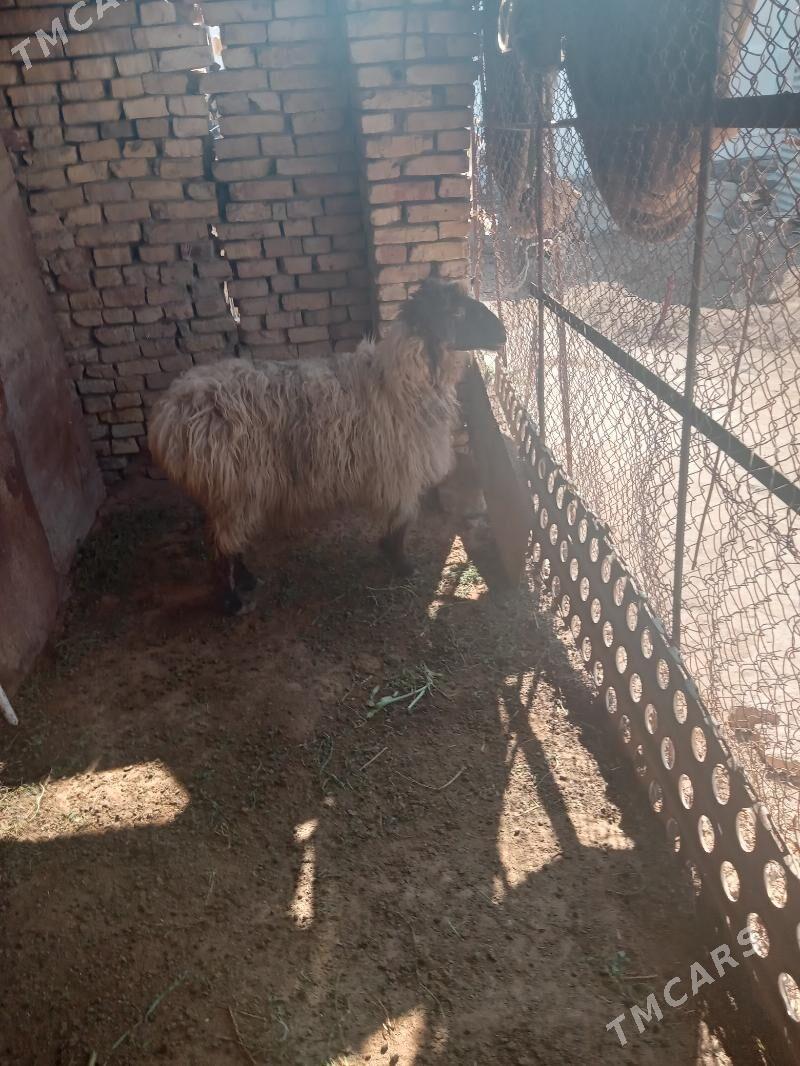 Goýun - Mary - img 1