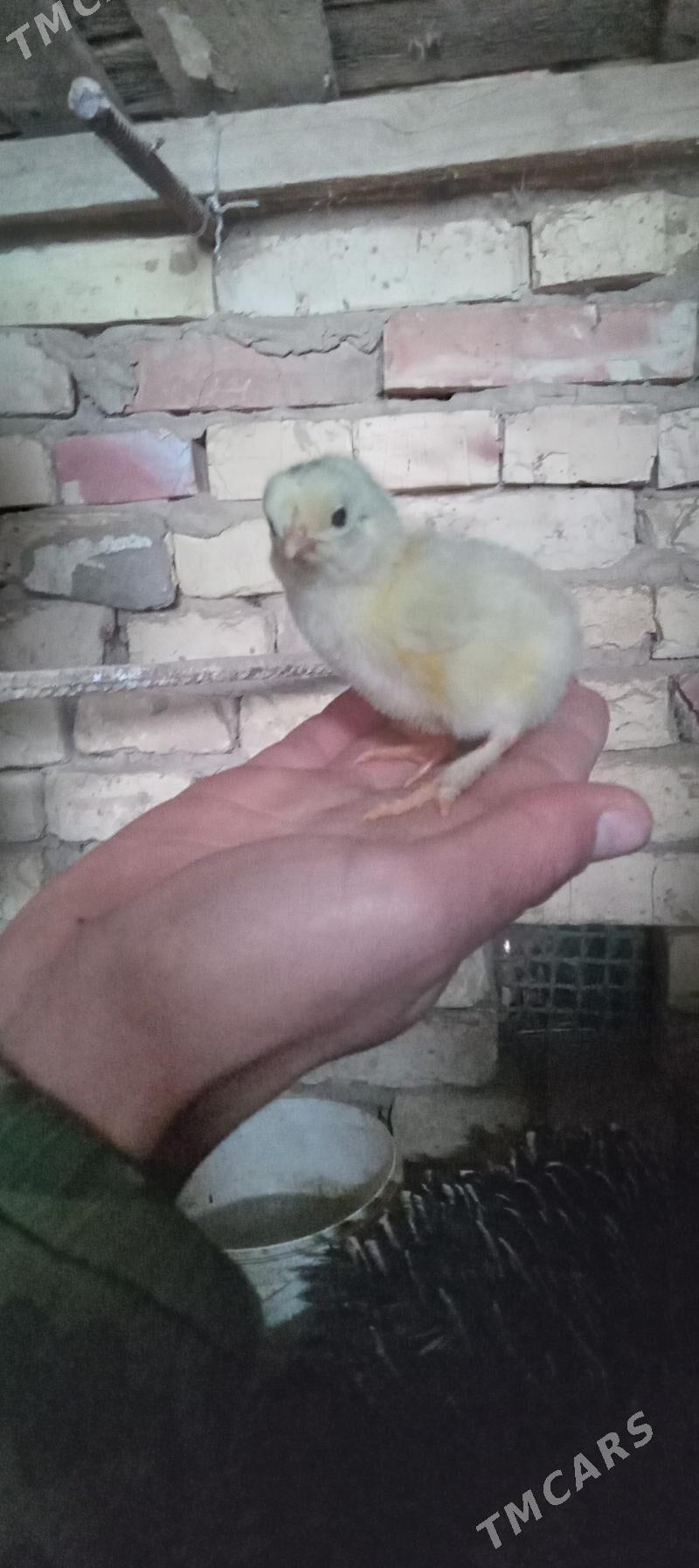 Broy jüje - Байрамали - img 1