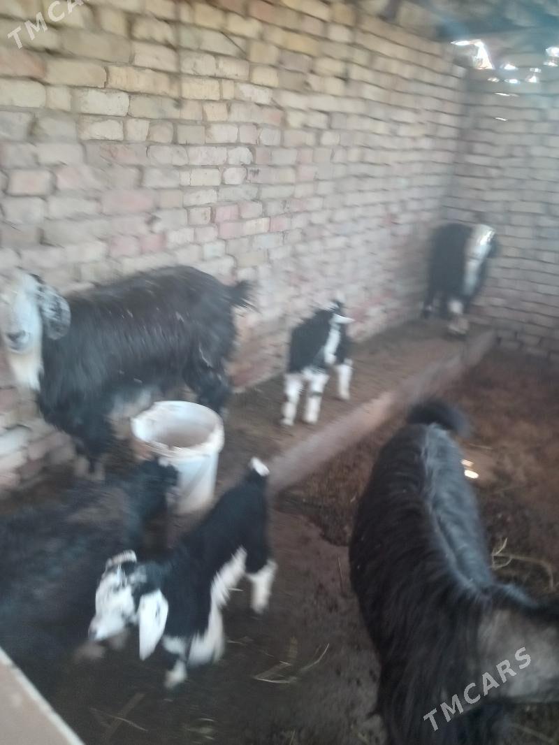 owlakgyl geçi - Мары - img 1