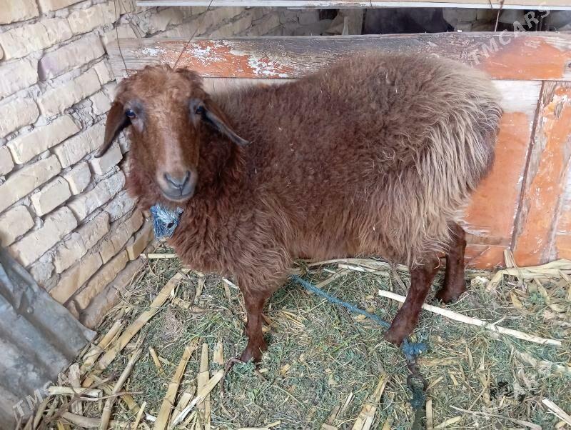 Goyun - Саят - img 1