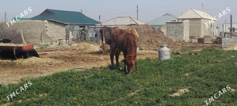 túwe - Бахарден - img 1