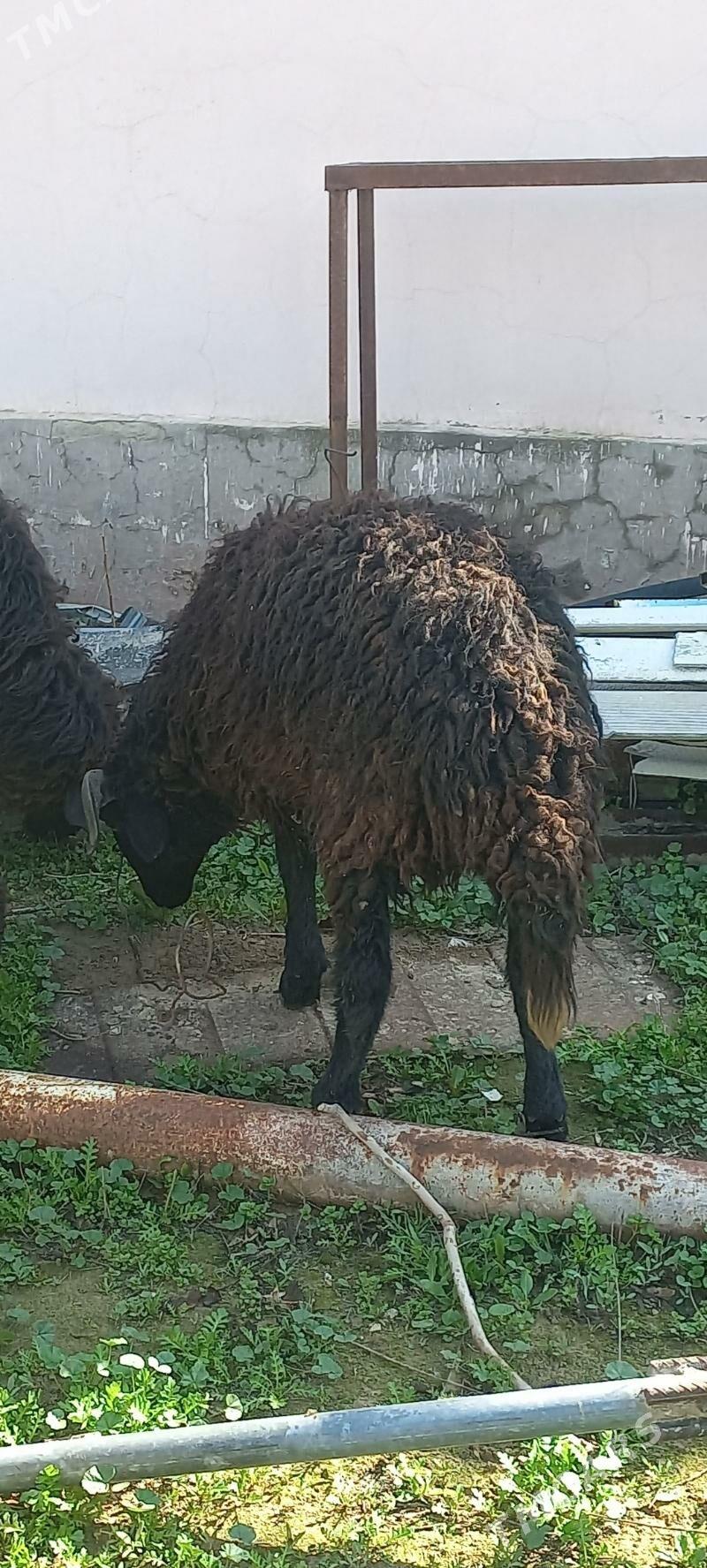 issek garakol goyun - Ашхабад - img 1