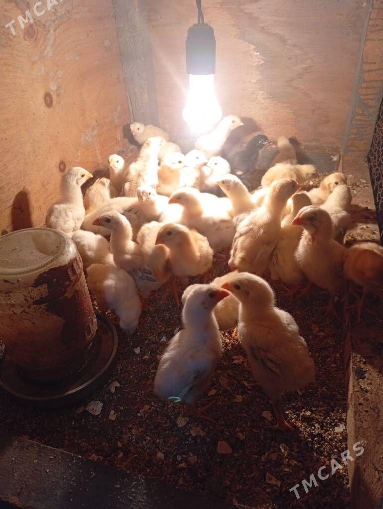 байсовый. жуже - Чарджоу - img 1