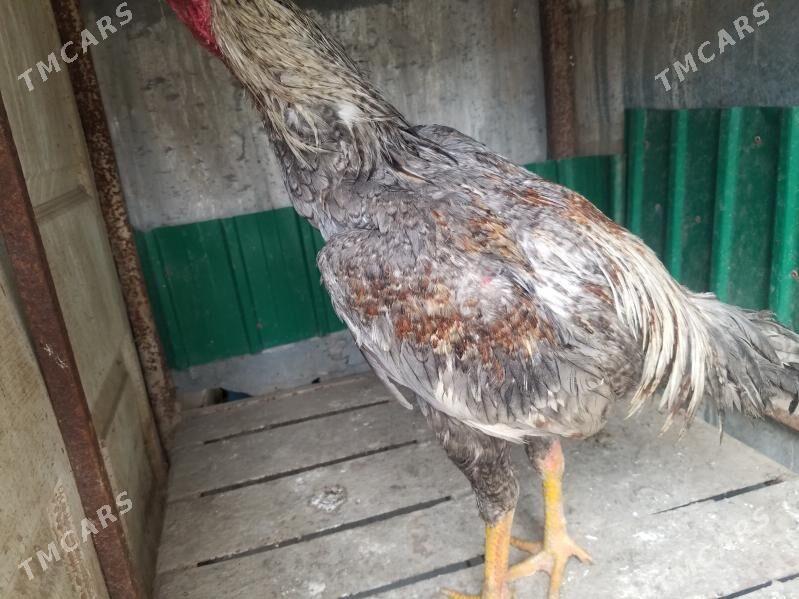 хораз жуже - Чарджоу - img 1