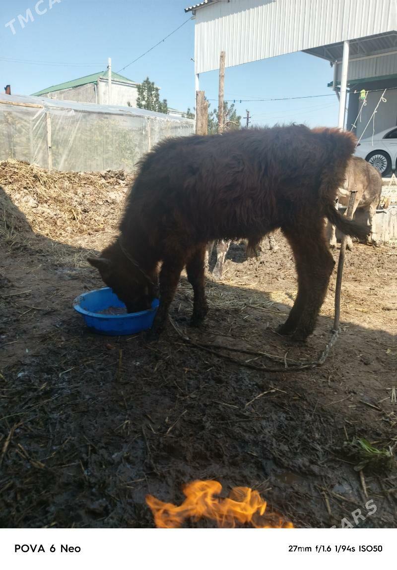 okiz - Ашхабад - img 1