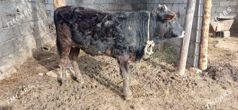 ökuz - Гёкдепе - img 1