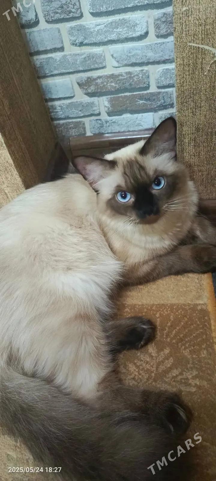 kot - Türkmenabat - img 1