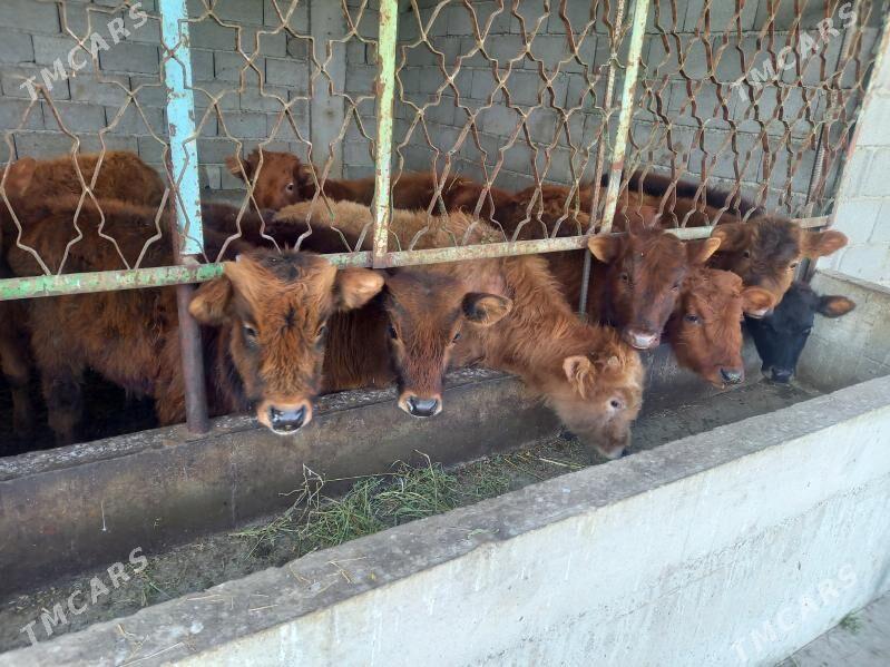 okuz we tuwe - Гёкдепе - img 1