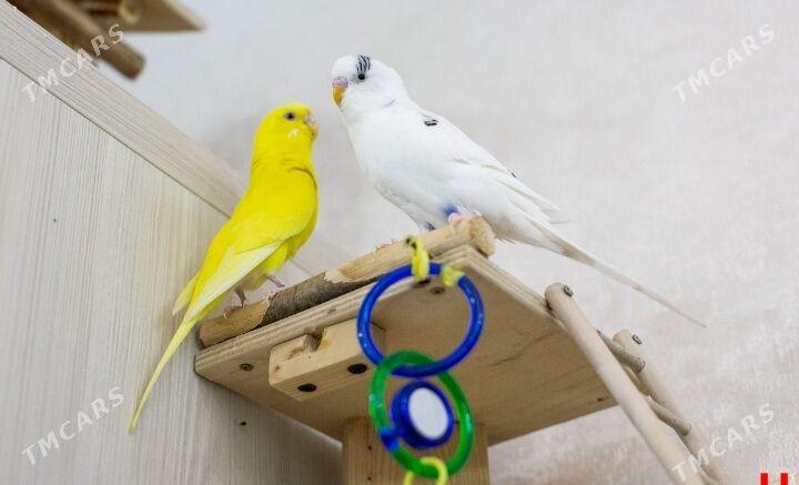 papugay popugay toty gus - Ашхабад - img 1