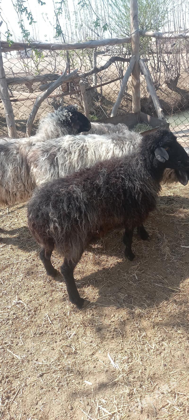 bakylan goýun - Sakarçäge - img 1