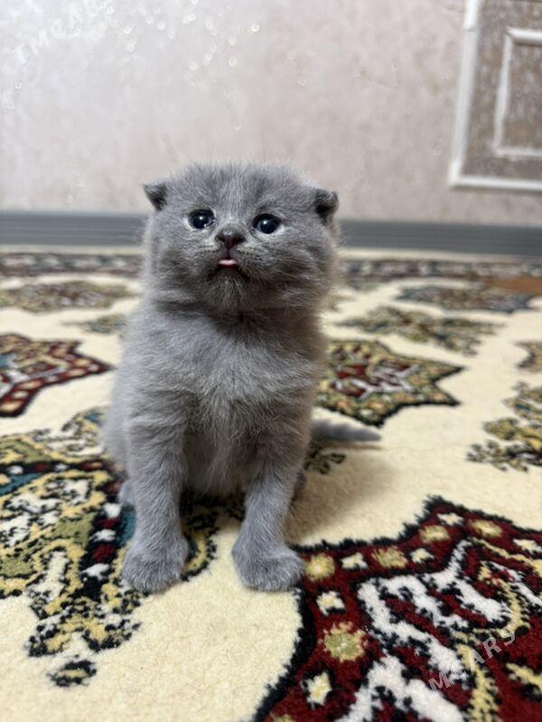 pişik - Бузмеин ГРЭС - img 1