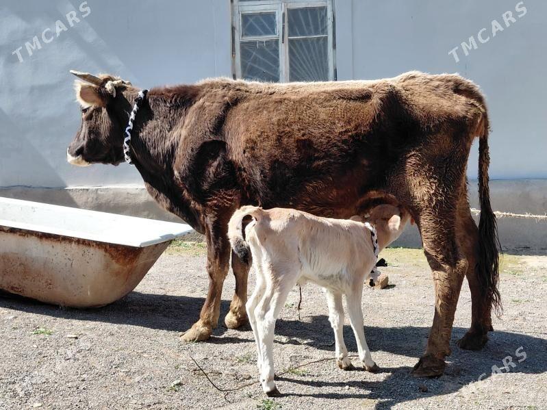 goleli sygyr - Bagyr - img 1