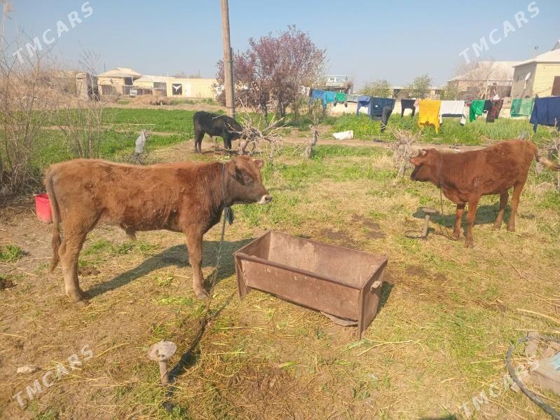 okuzler - Mary - img 1