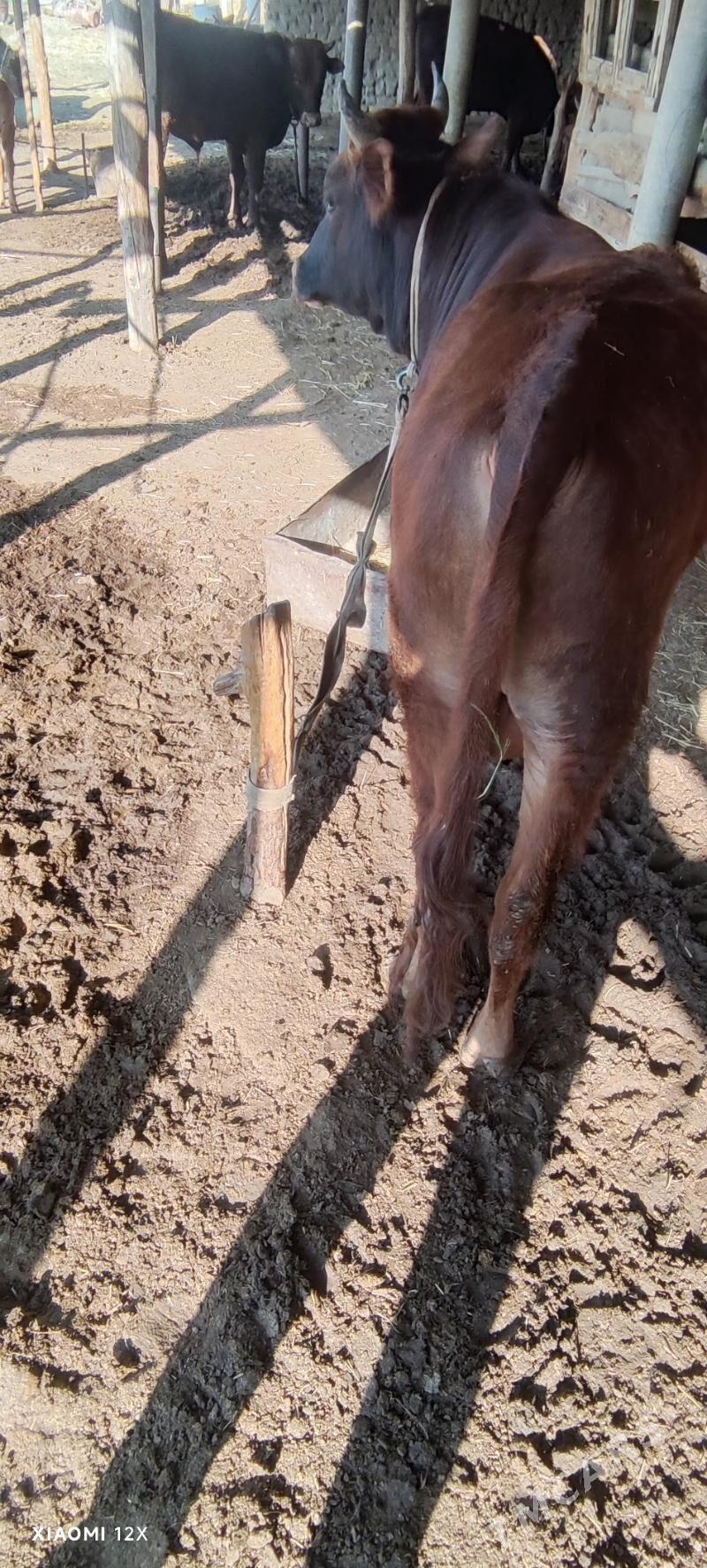 öküzler - Мургап - img 1