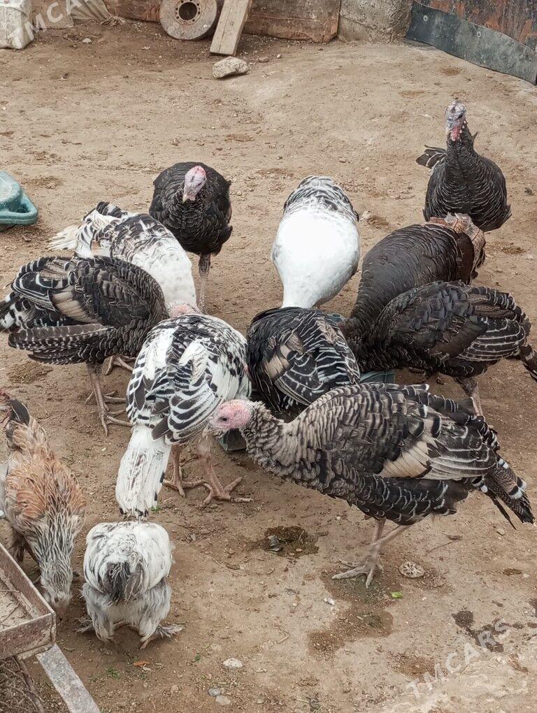 induklar - Gyzylarbat - img 1