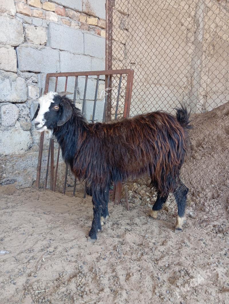 Owlakly geçi - Aşgabat - img 1