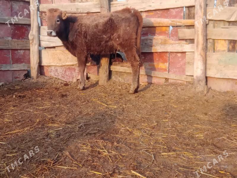 tuwe tohum - Bäherden - img 1