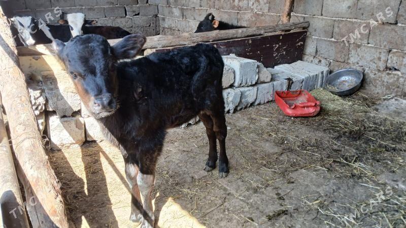 gole tuwe - Багир - img 1