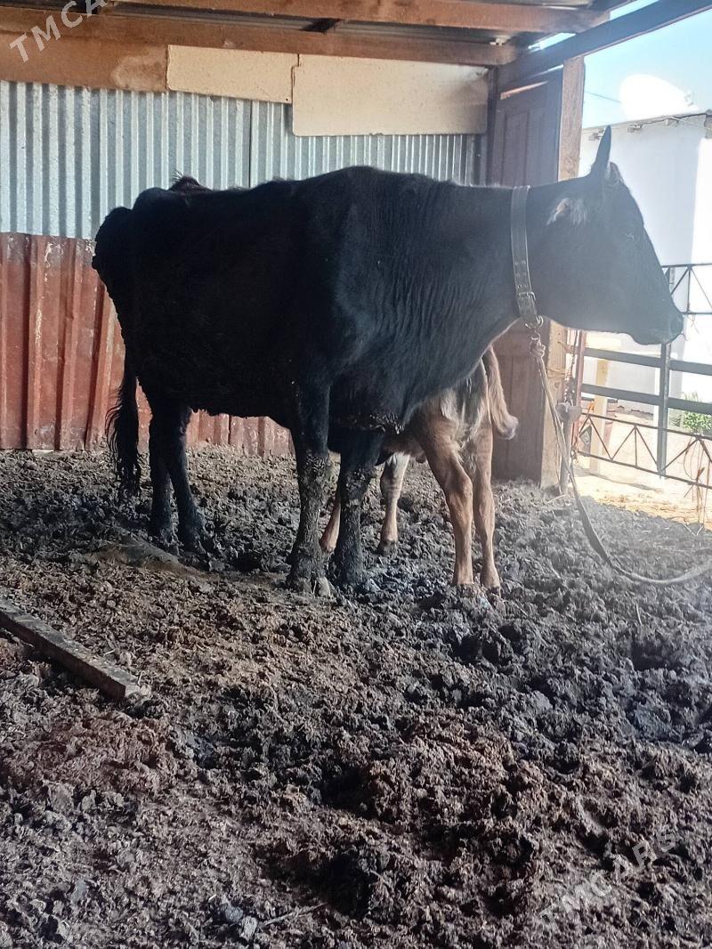 göleli sygyr - Мары - img 1