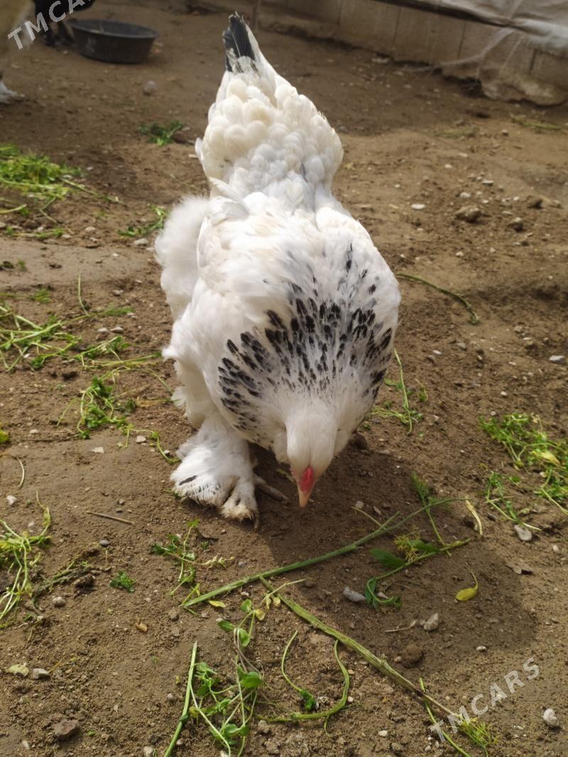 Paroda Tawuk yumurtga  - Jebel - img 1