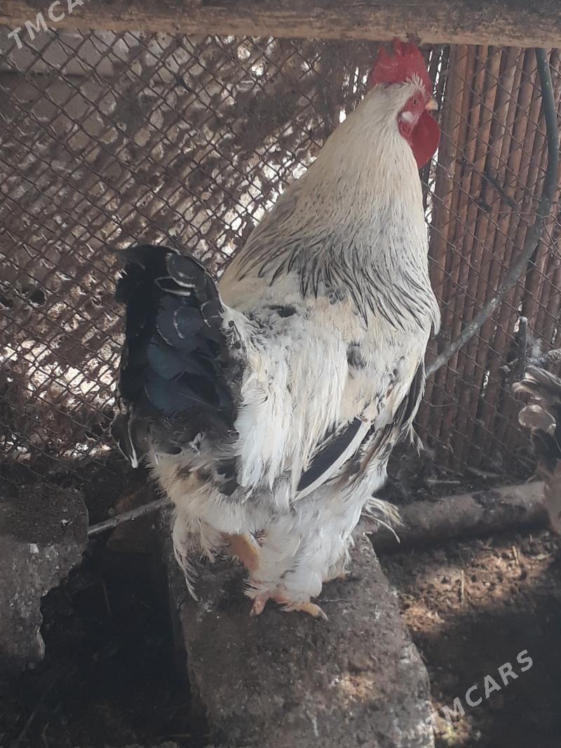 Balgar towuk - Гёкдепе - img 1