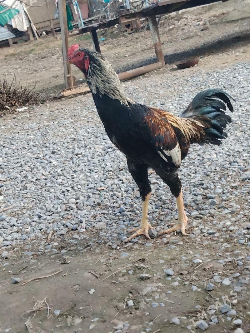 Taskent juje - Анев - img 1