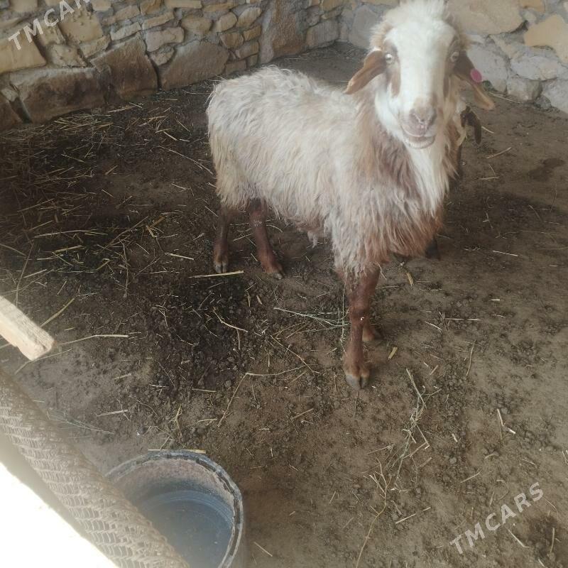 guzuly goyun - Esenguly - img 1