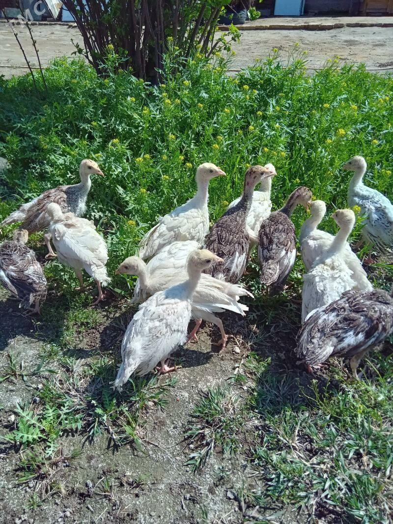 lnduk juje - Mary - img 1