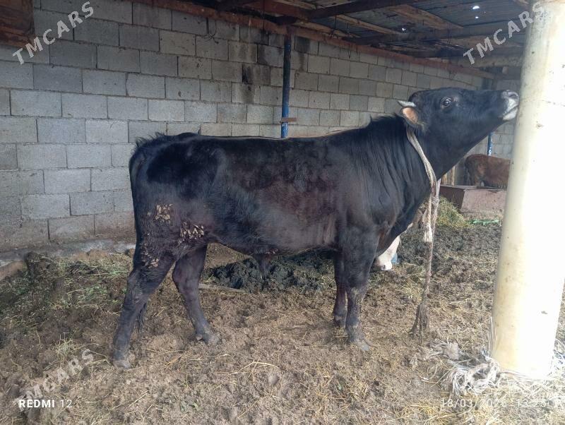 bakylan öküz - Гёкдже - img 1